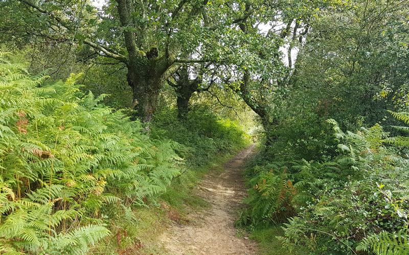 Chemin des Landes- Larretako bidea