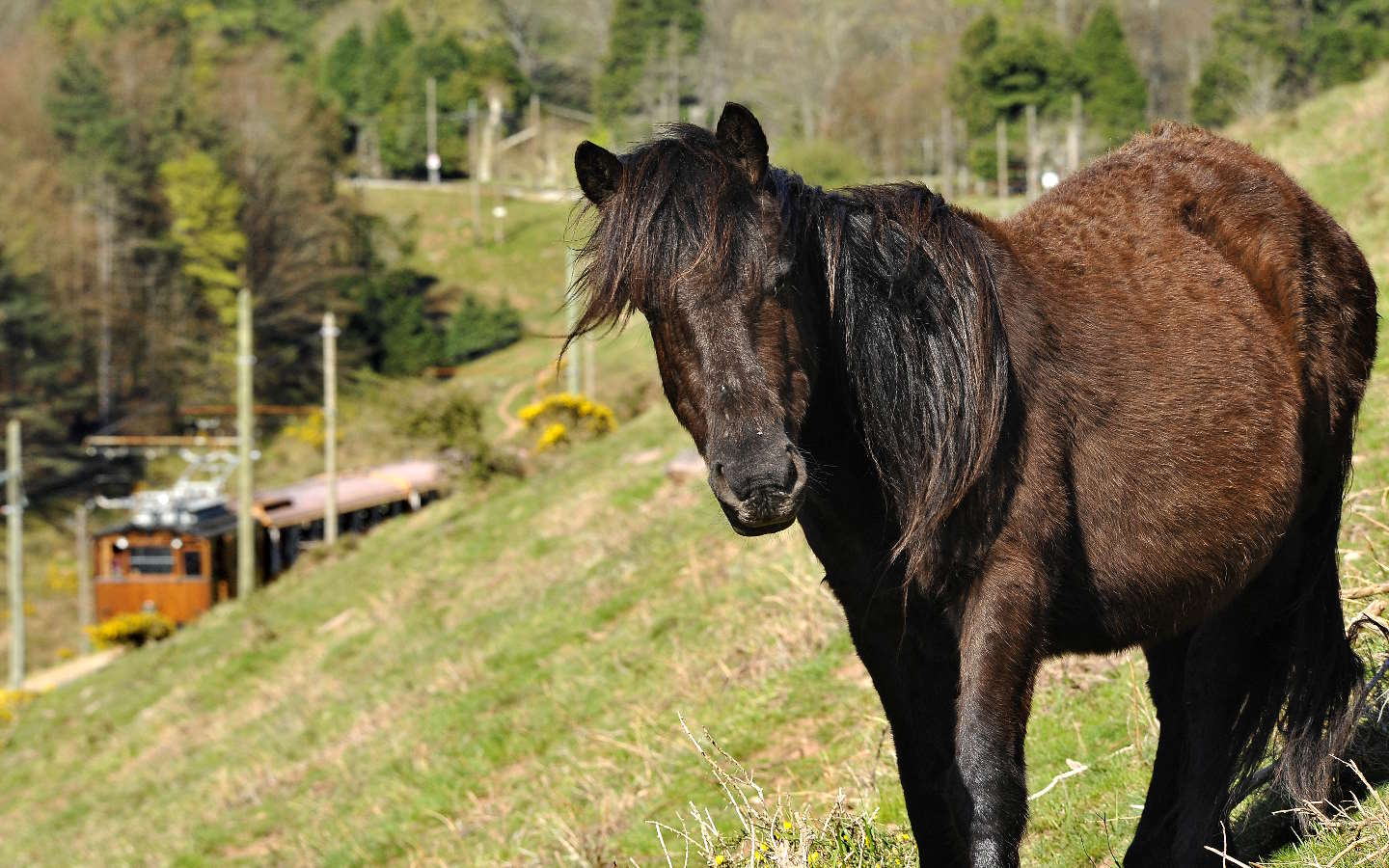 Train de la Rhune - photo 5