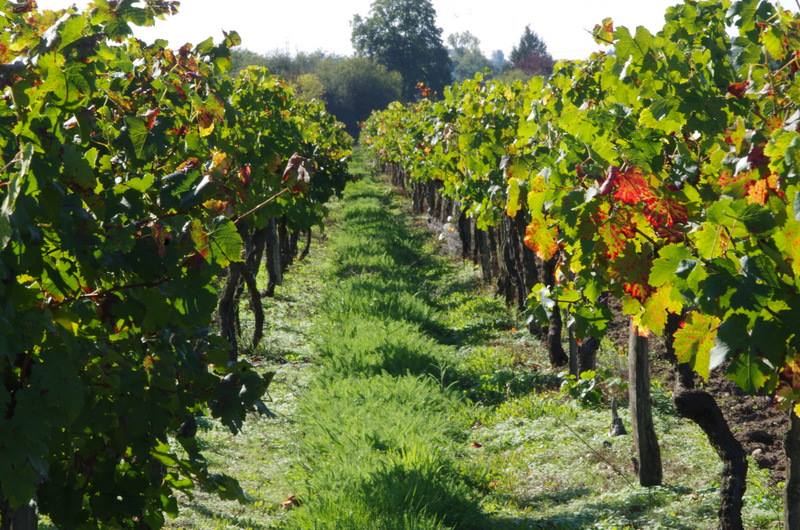 Boucle de Janguet, Saint-Médard-de-Guizières - photo 8