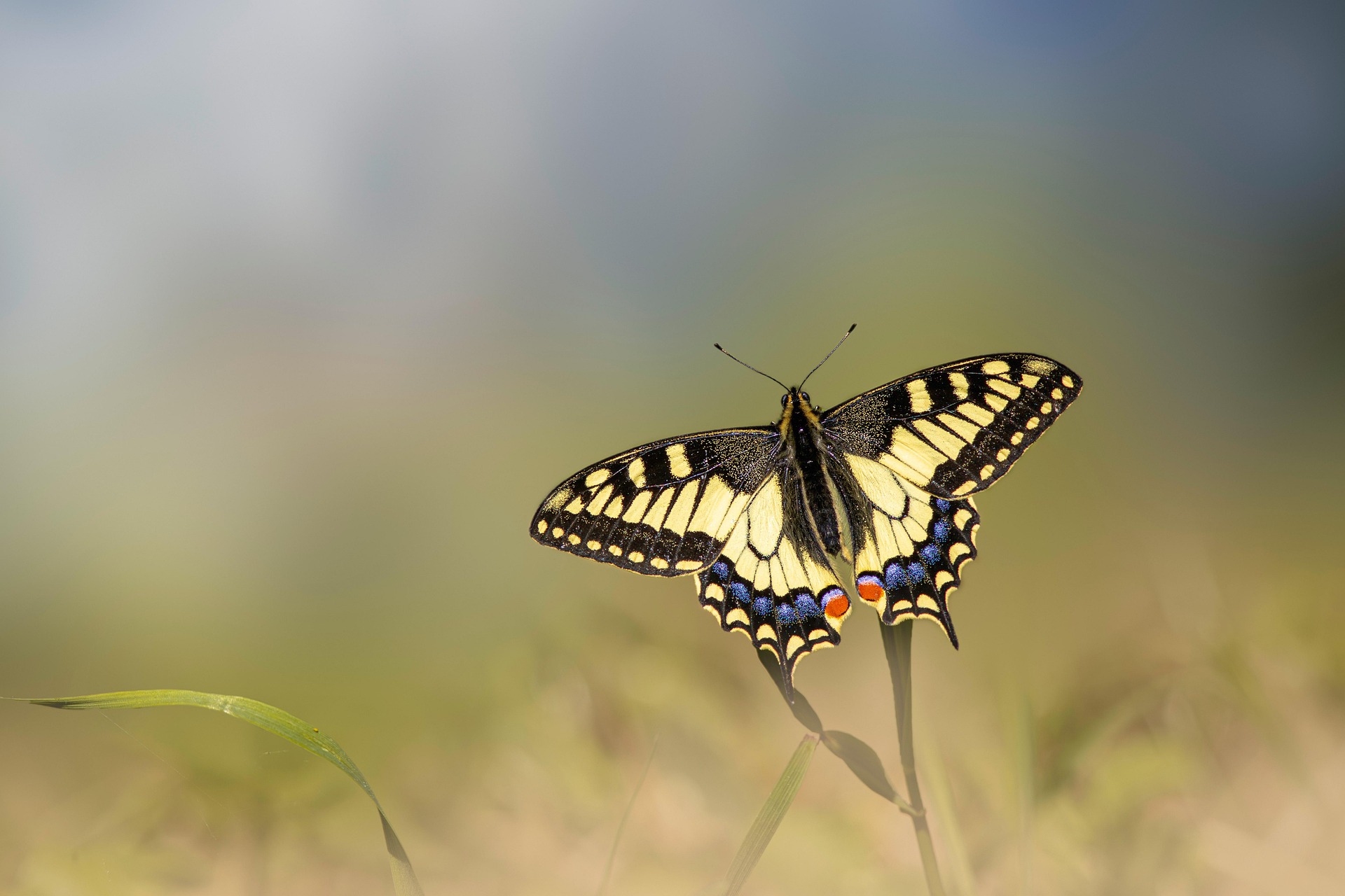 Sortie nature - Le jour des papillons - Rendez-vous aux jardins 2026