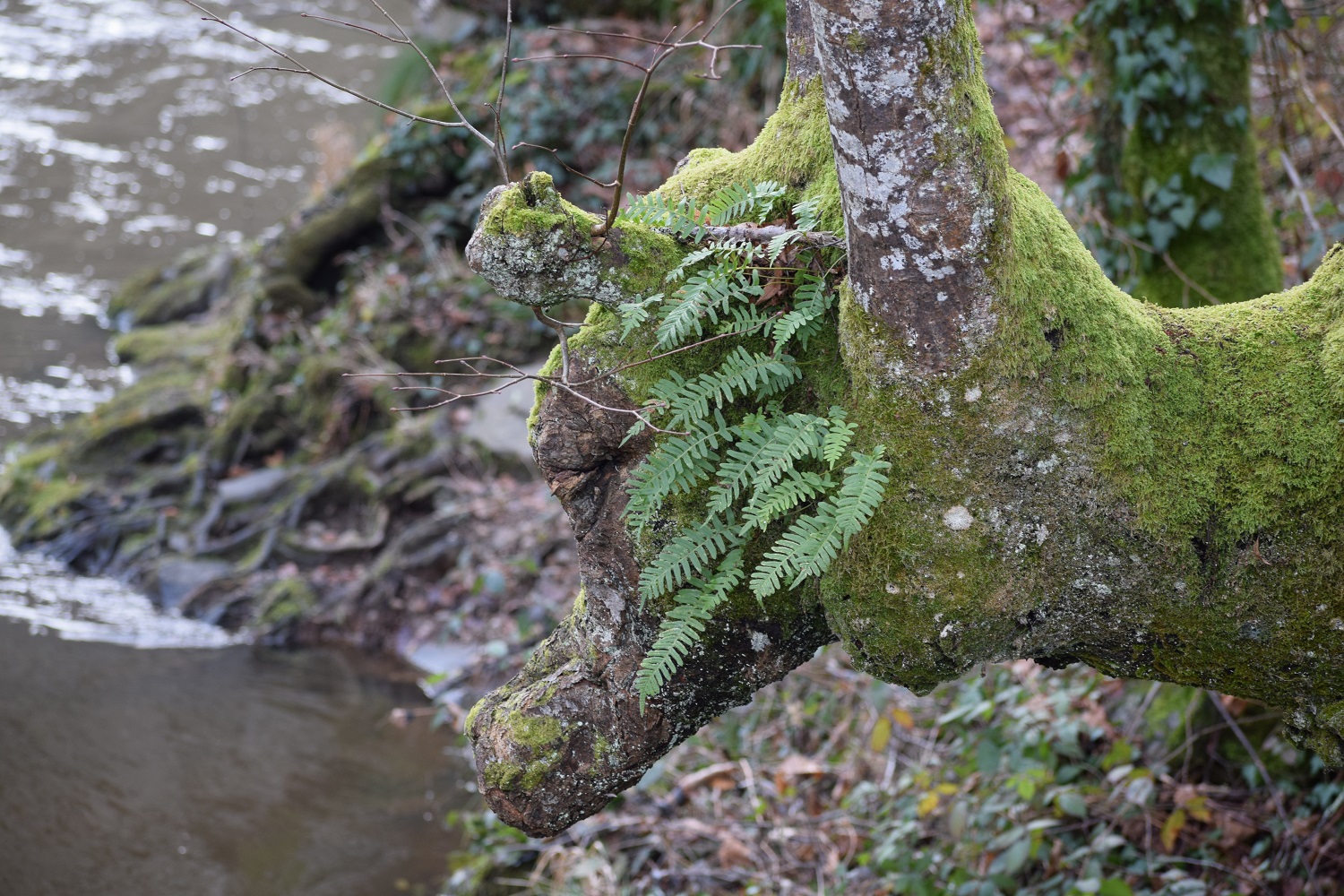 Boucle de la Grange - photo 2