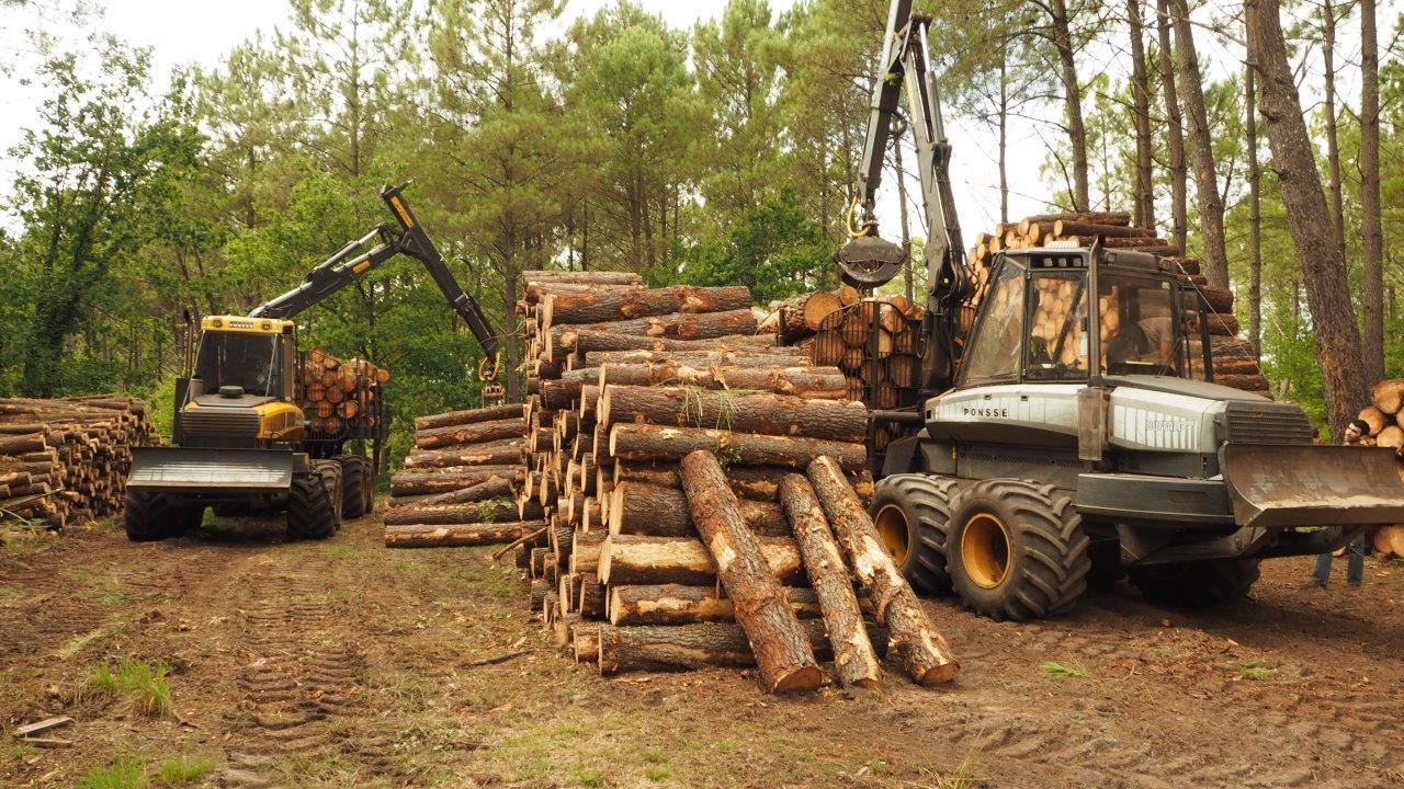 Promenade nature en forêt landaise