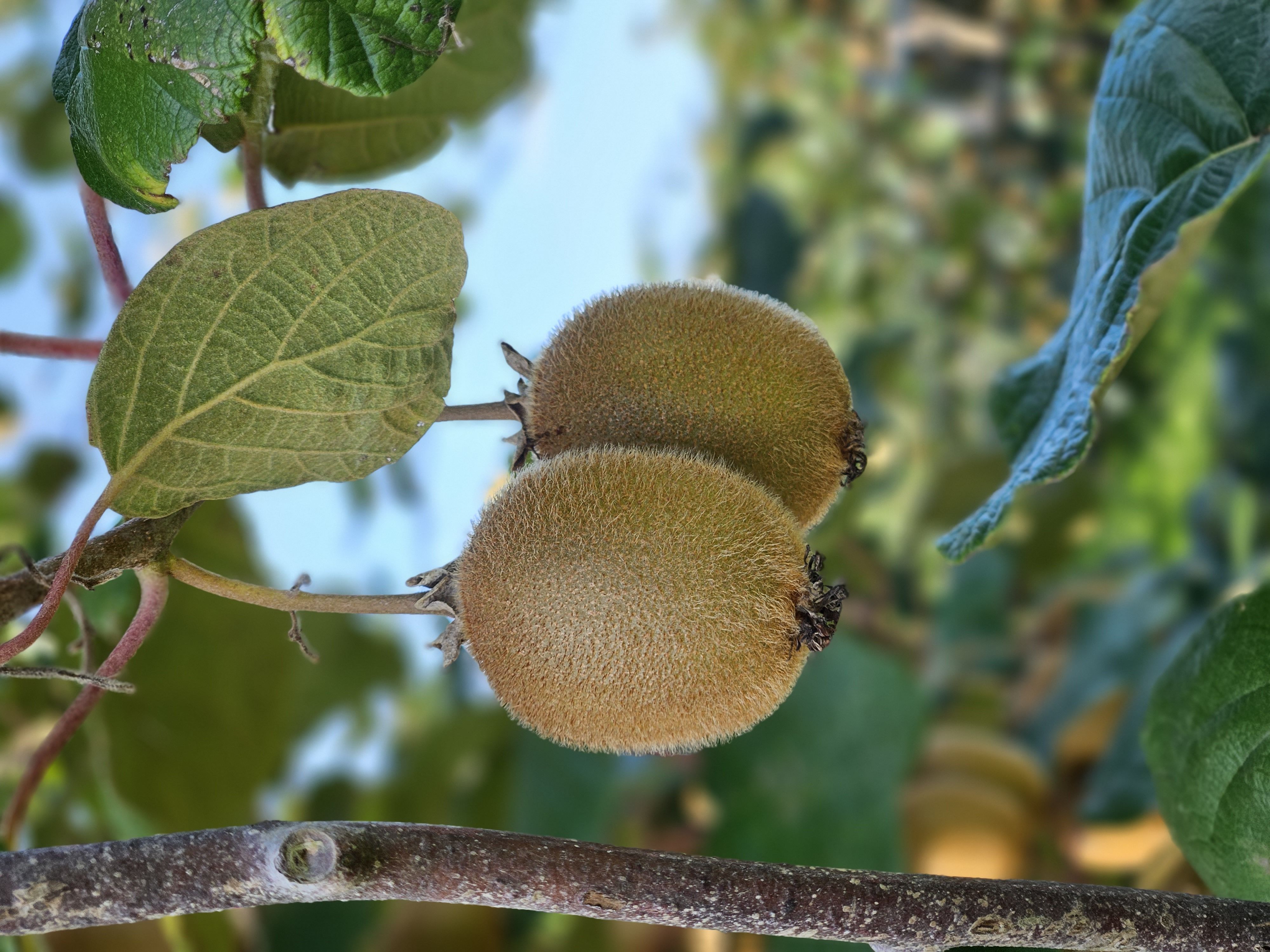 SCAAP Kiwis Fruits de France