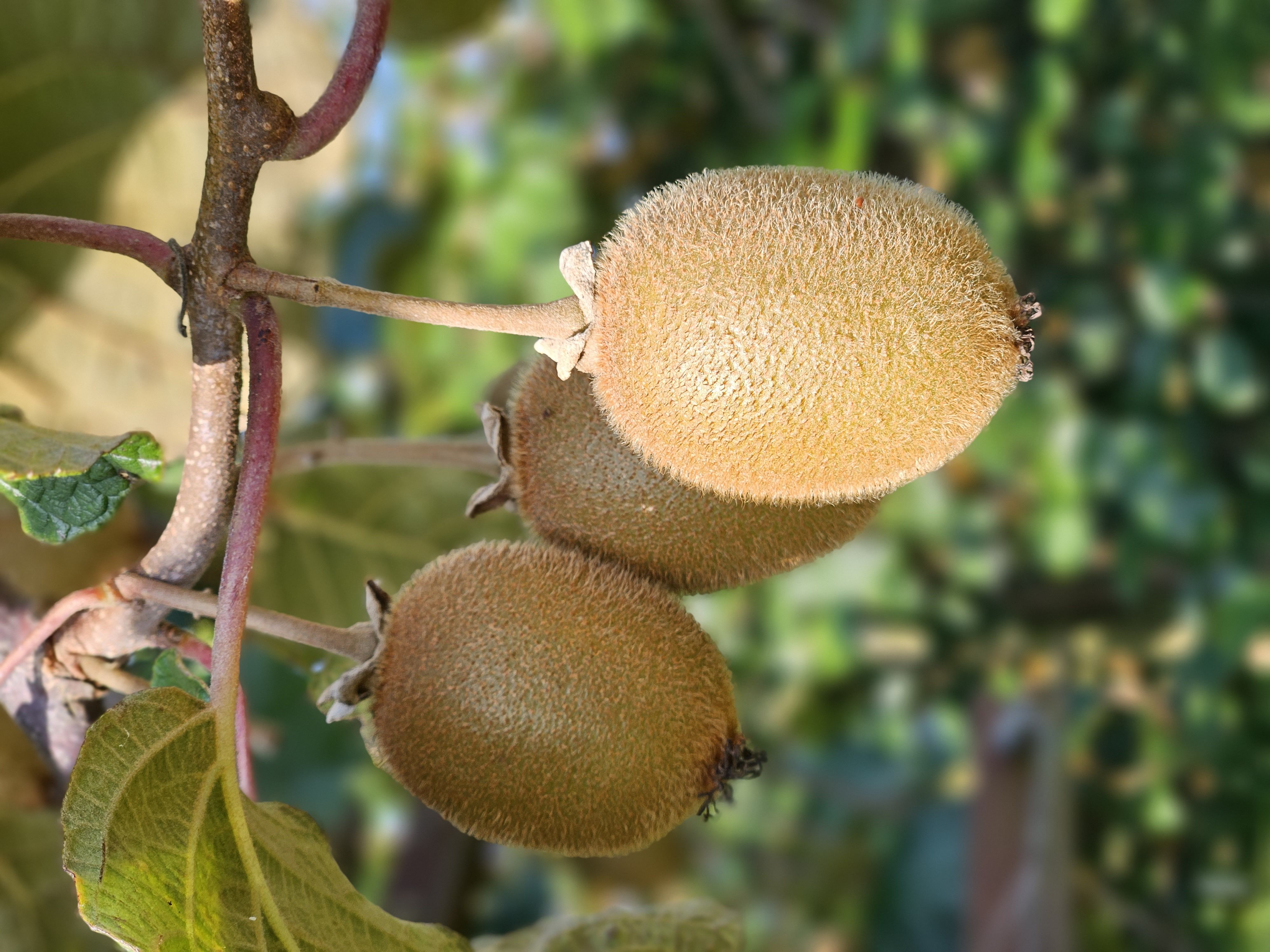 SCAAP Kiwis Fruits de France — photo 3