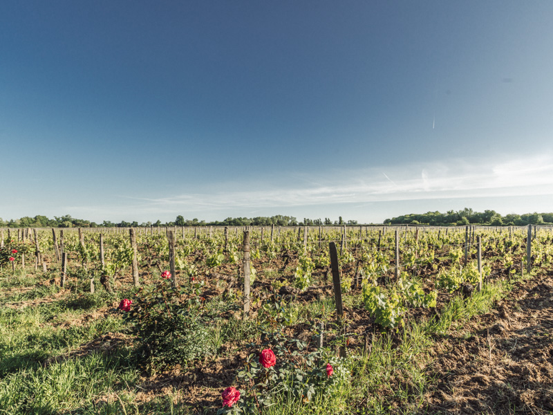 Ile Margaux, Margaux-Cantenac - photo 5