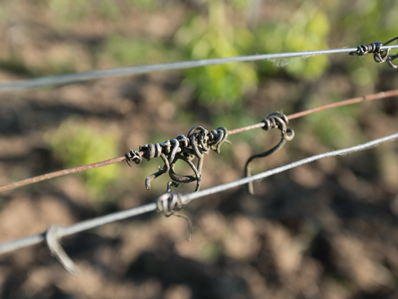 Ile Margaux, Margaux-Cantenac - photo 2