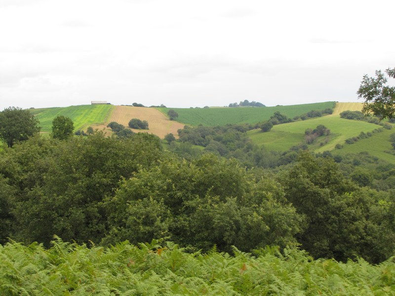 Les landes de Hasparren