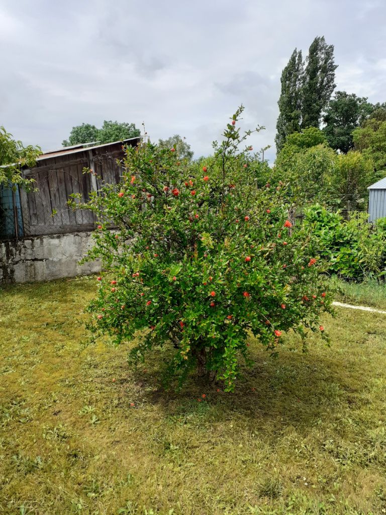 Gîte Louisette ROCHE, Montpon-Ménestérol - photo 24