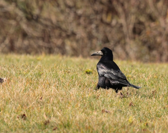 Plaines agricoles du Verteillacois, Gout-Rossignol - photo 2