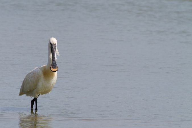L'Ile Nouvelle, Blaye - photo 9