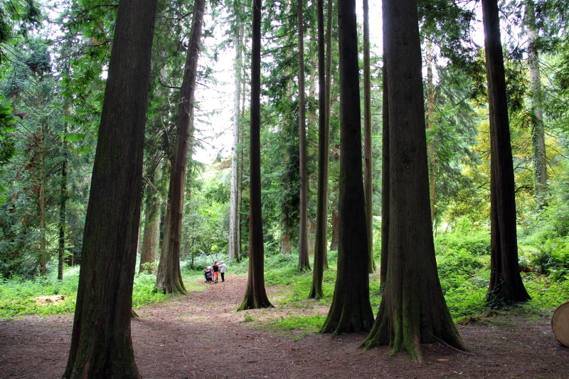 Base VTT FFC des Monts du Limousin - Circuit 18 L’arboretum