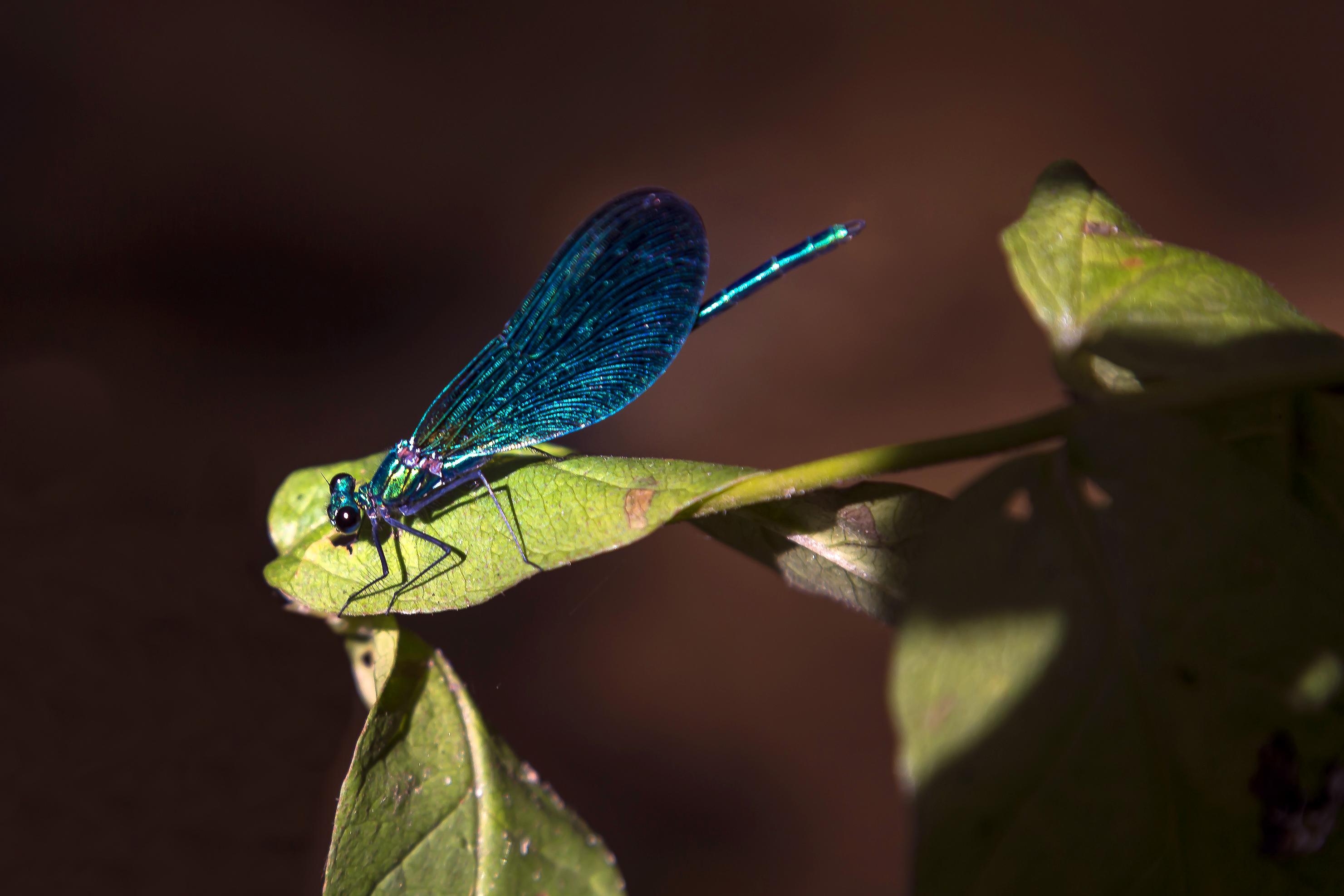 Belin-Béliet : sur les traces d’Aliénor d’Aquitaine à VTT