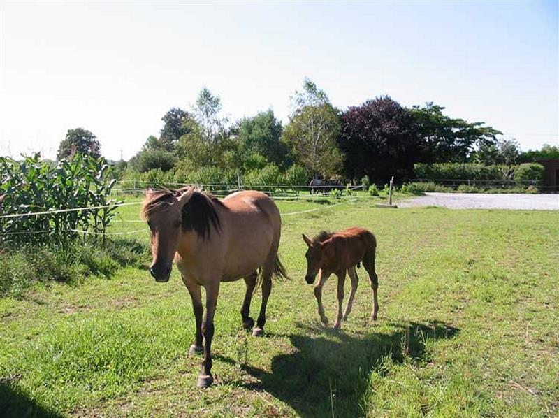 EARL Lo Casau - Camping Poublan