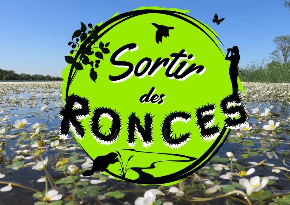 Sortir des ronces