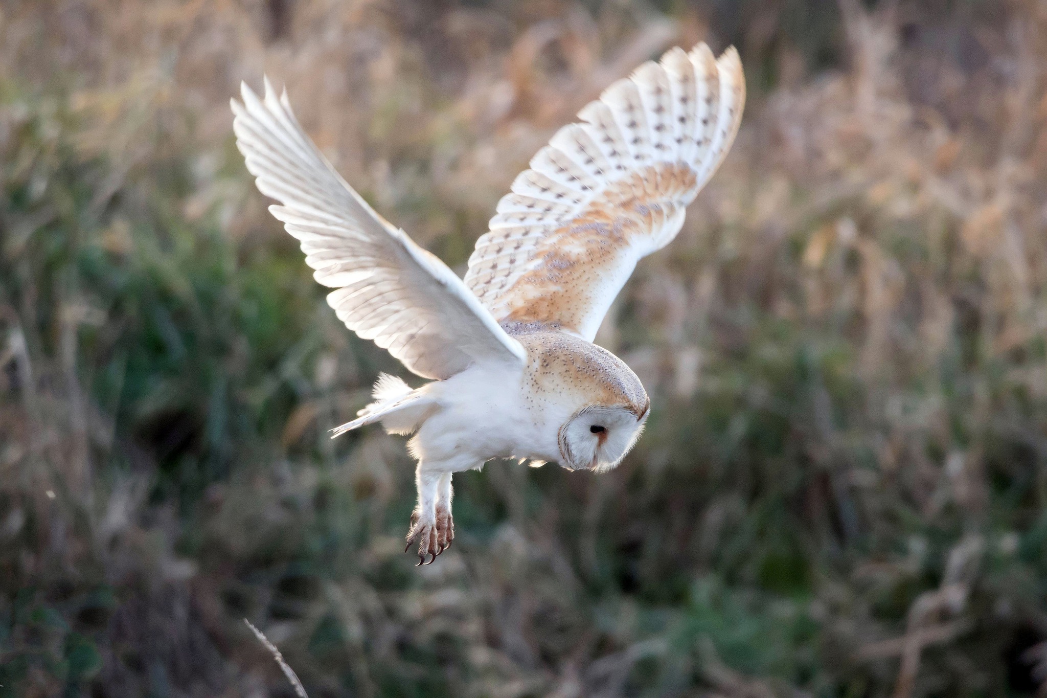 Comment aider la faune sauvage en détresse avec la LPO ?, Audenge - photo 4