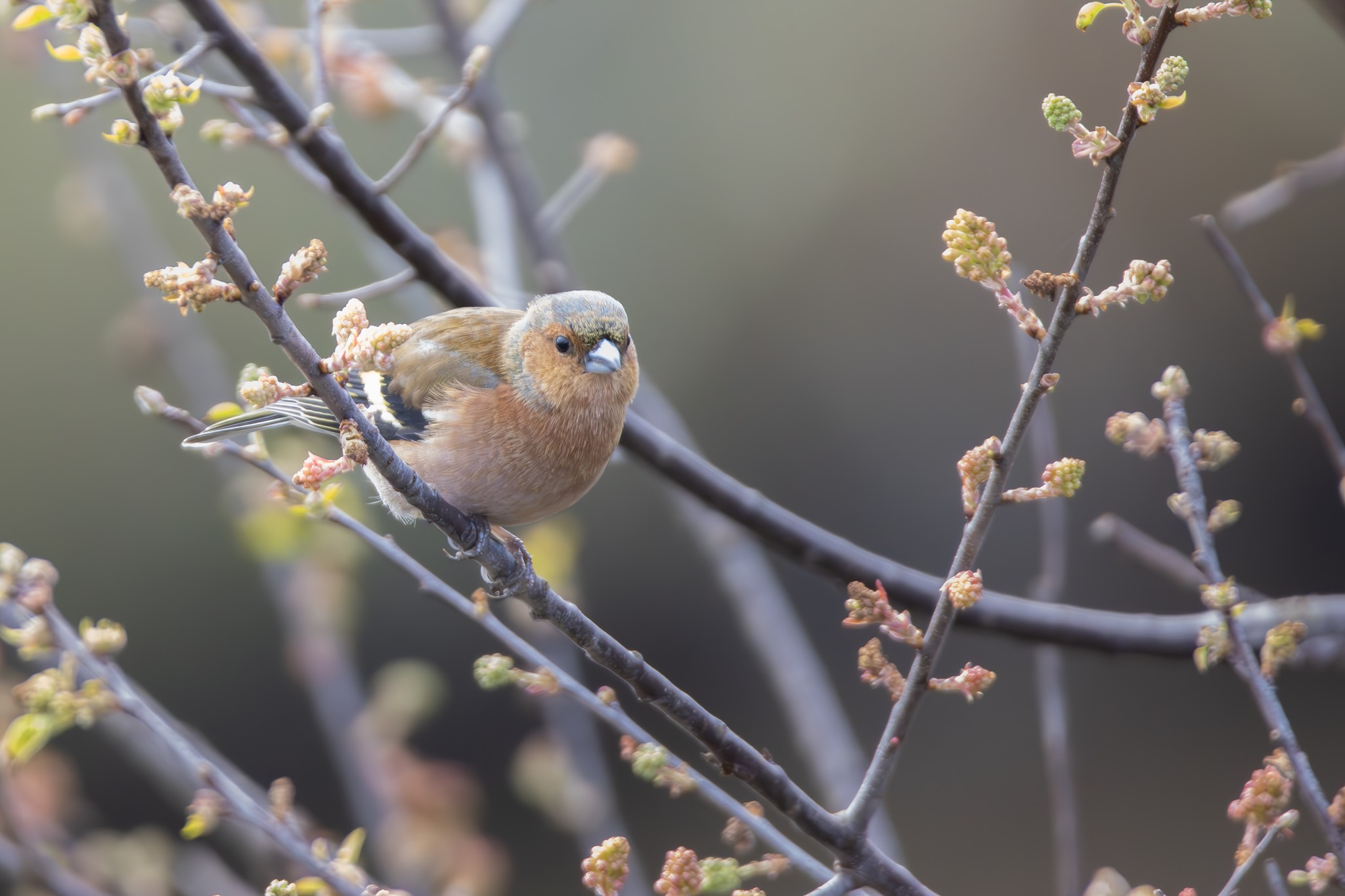 Comment aider la faune sauvage en détresse avec la LPO ?, Audenge - photo 3