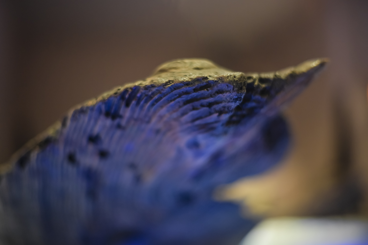 Musée du Lac - Archéologie, Sanguinet - photo 10