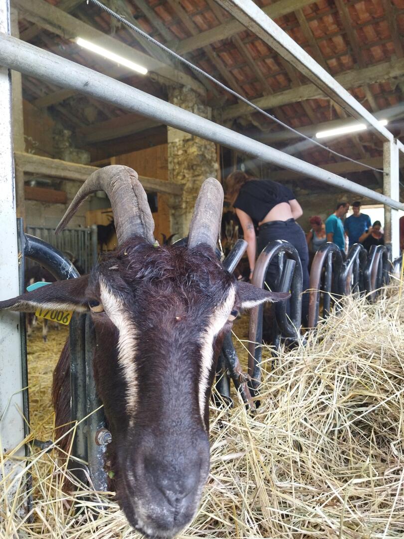 Accueil à la Ferme : Élevages caprin et volailles des Hauts de Dronne, Moulin à huile — visuel événement