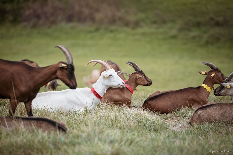 La Chèvrerie des Sources 47 - photo 3