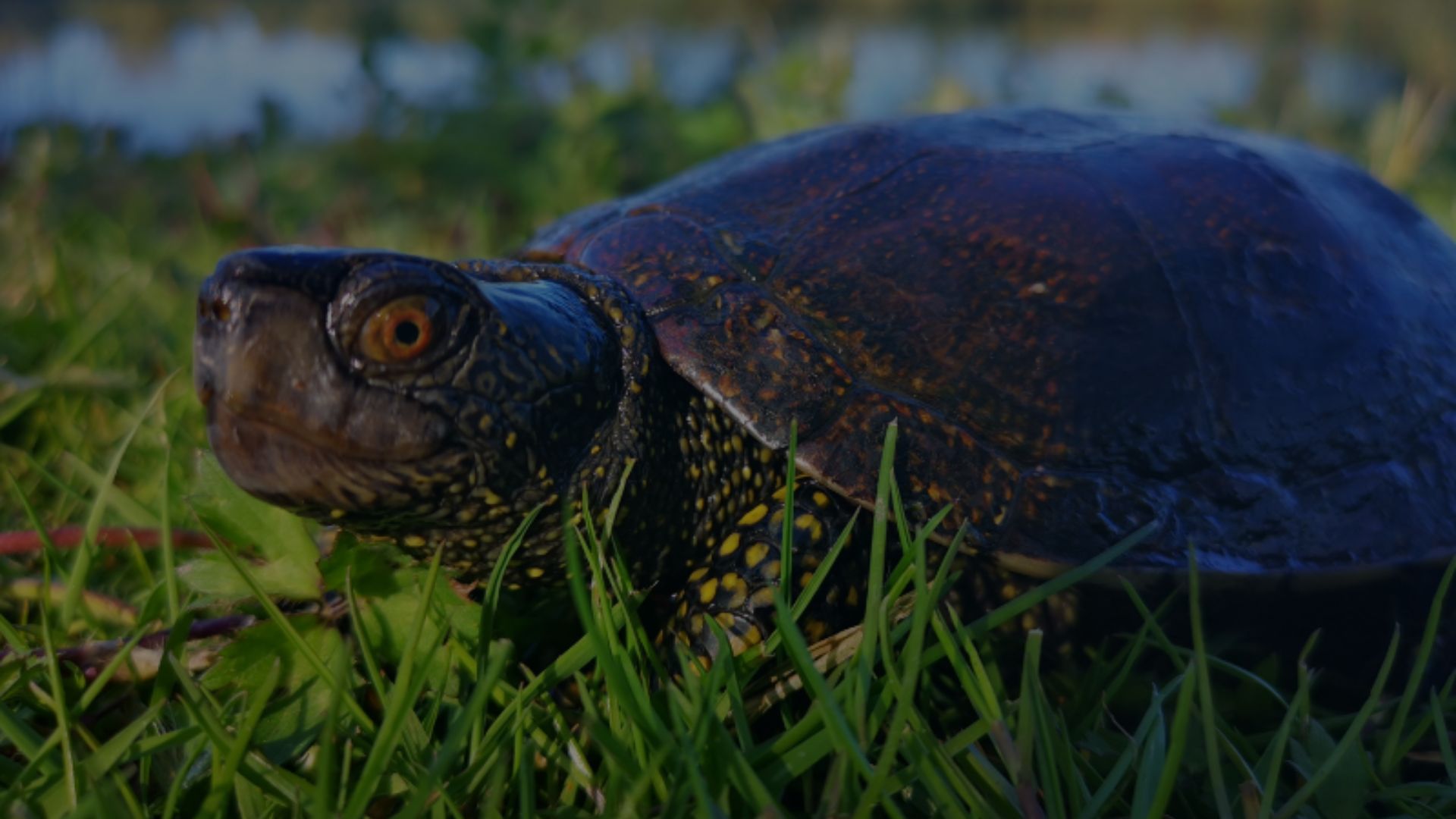 Plongée dans le monde des Cistudes d’Europe