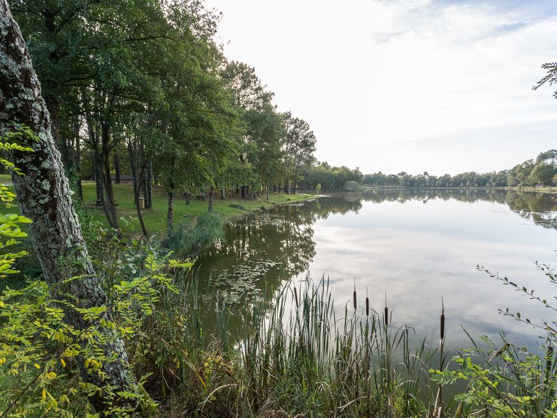 Forêt de la Double, Saint-Christophe-de-Double - photo 2