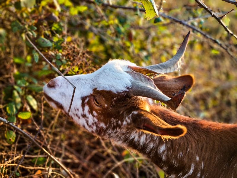 Camping à la ferme Coussoulat - photo 4