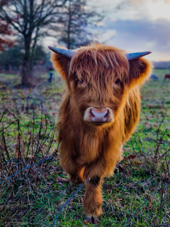Camping à la ferme Coussoulat - photo 2