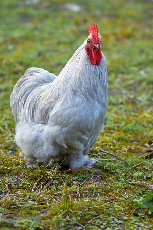 Camping à la ferme Coussoulat - photo 3