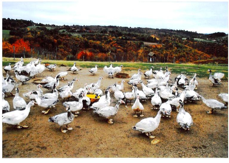 La Ferme du Pech Viel