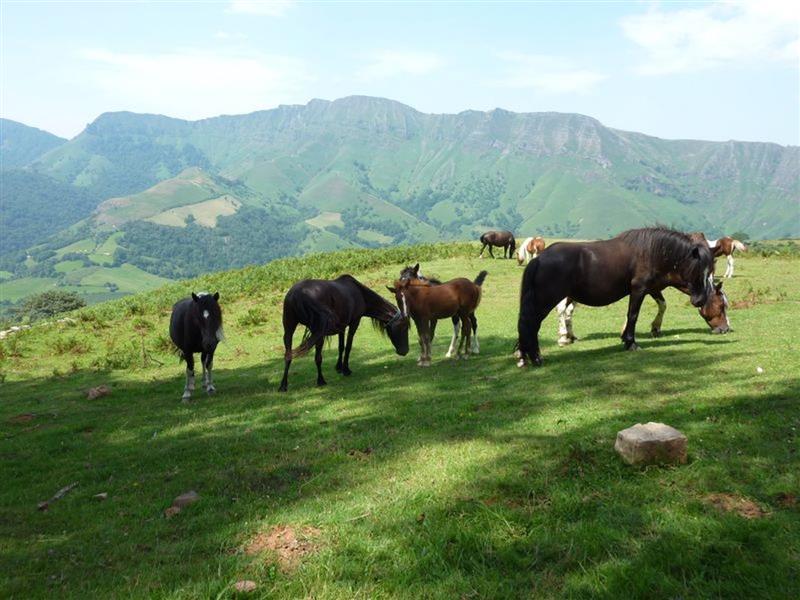 Ferme Équestre Les Collines