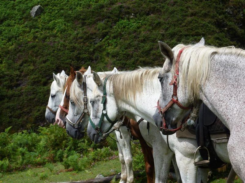Ferme Équestre Les Collines