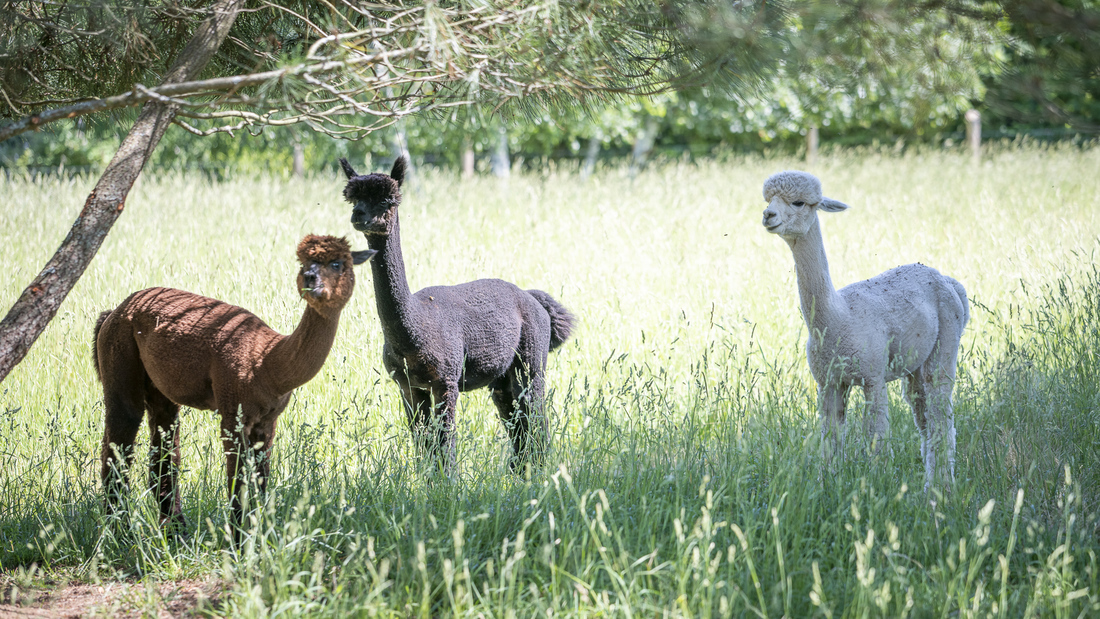 La Fermette du Pérougord, Rouffignac-Saint-Cernin-de-Reilhac - photo 7