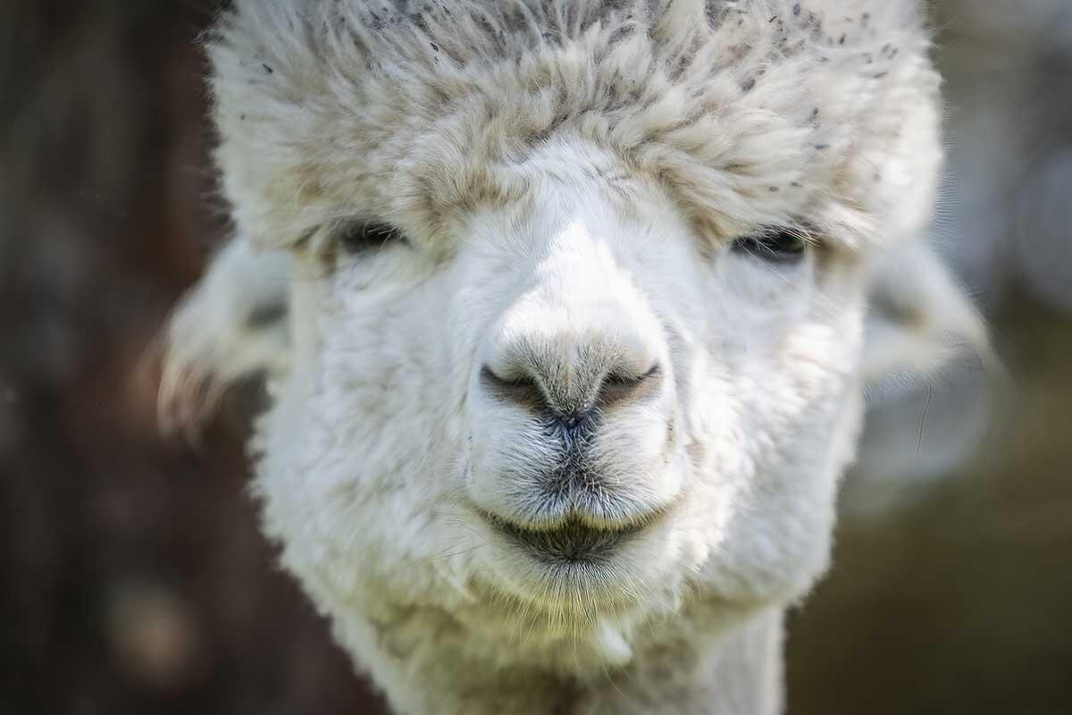 La Fermette du Pérougord