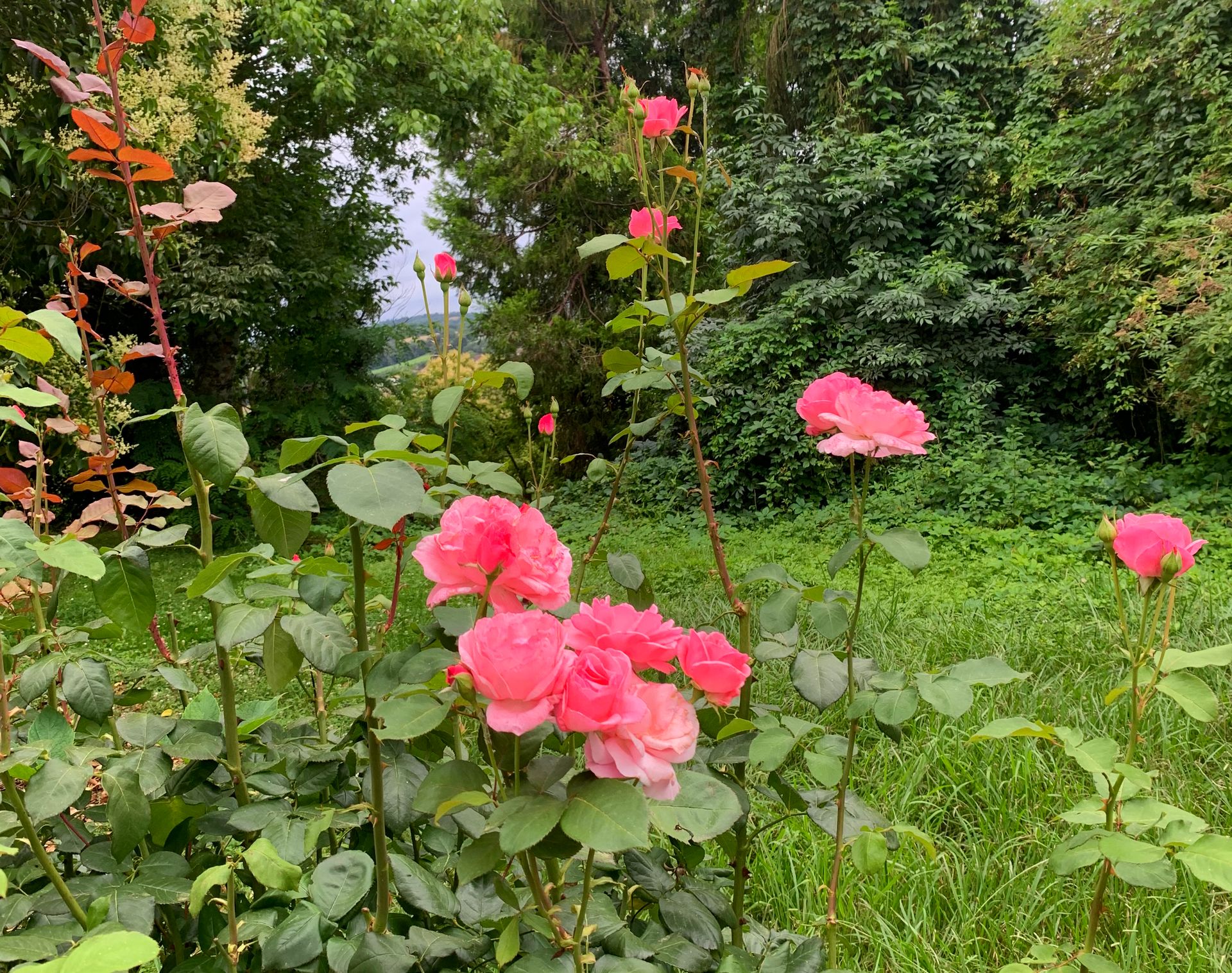 La Poésie, Lagor - photo 8