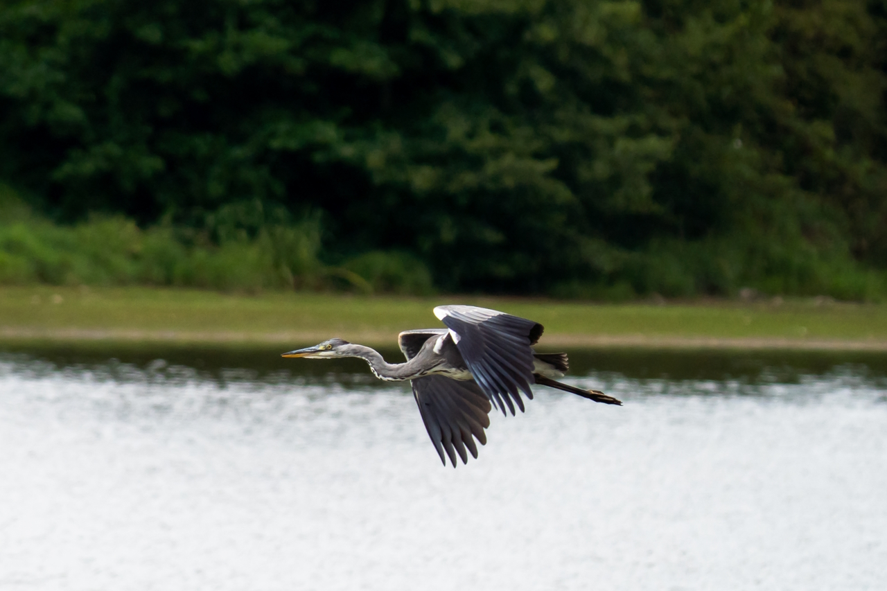 Etang de la Pouge, Saint-Auvent - photo 4