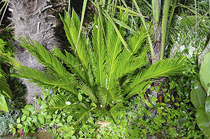 Jardin exotique de La Roque Gageac, La Roque-Gageac - photo 7