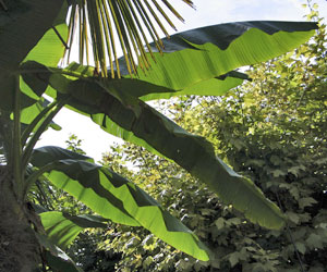 Jardin exotique de La Roque Gageac, La Roque-Gageac - photo 3