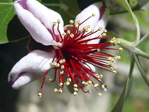 Jardin exotique de La Roque Gageac, La Roque-Gageac - photo 8