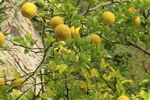 Jardin exotique de La Roque Gageac, La Roque-Gageac - photo 10