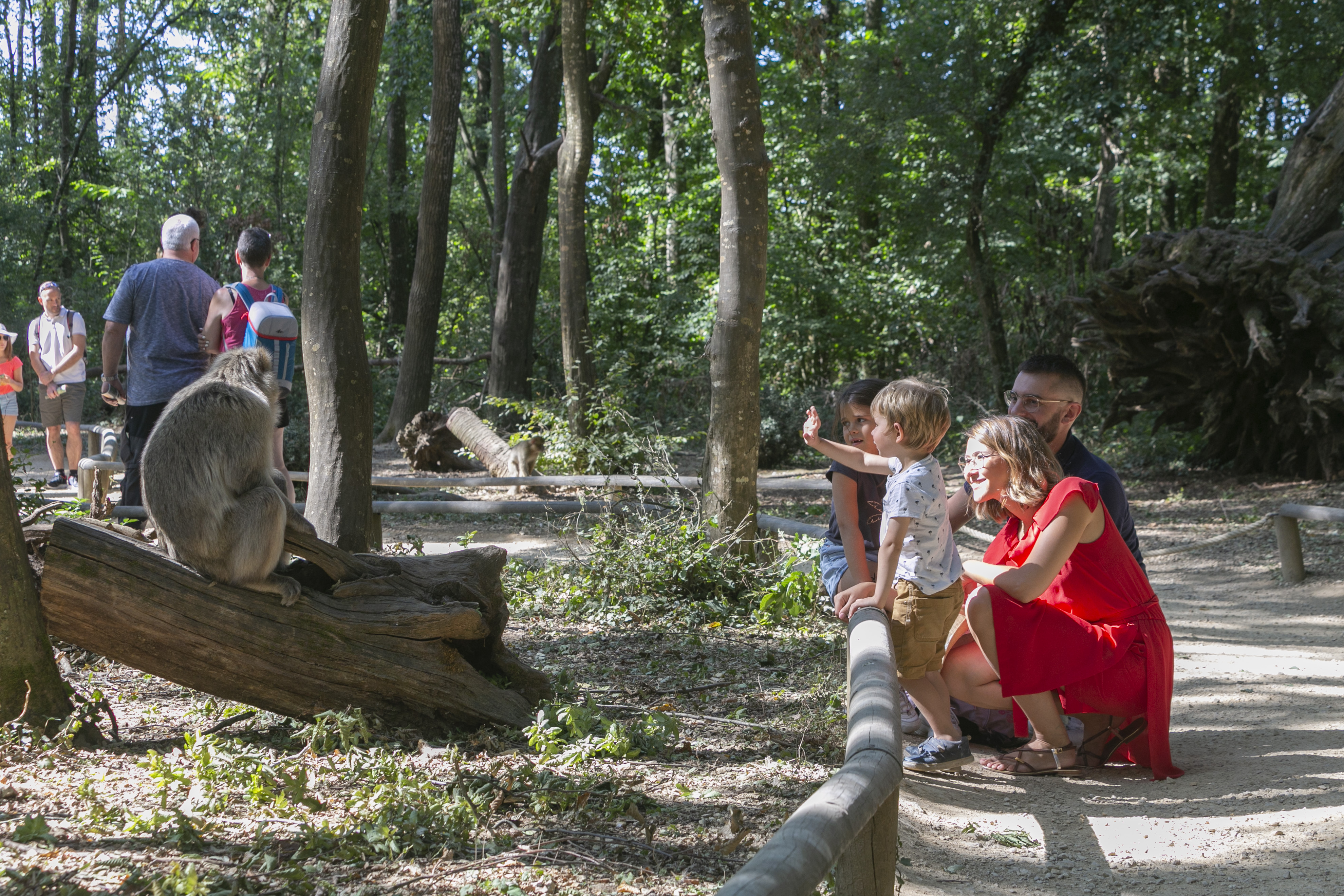La Vallée des Singes, Romagne - photo 23