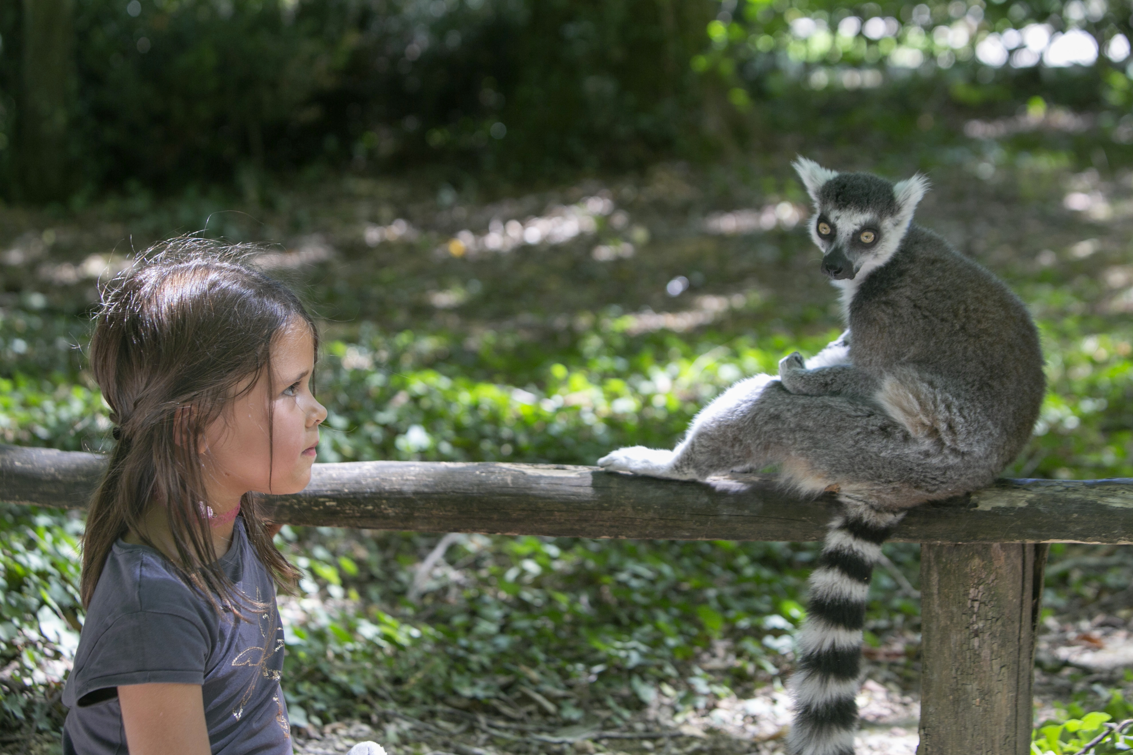 La Vallée des Singes, Romagne - photo 25