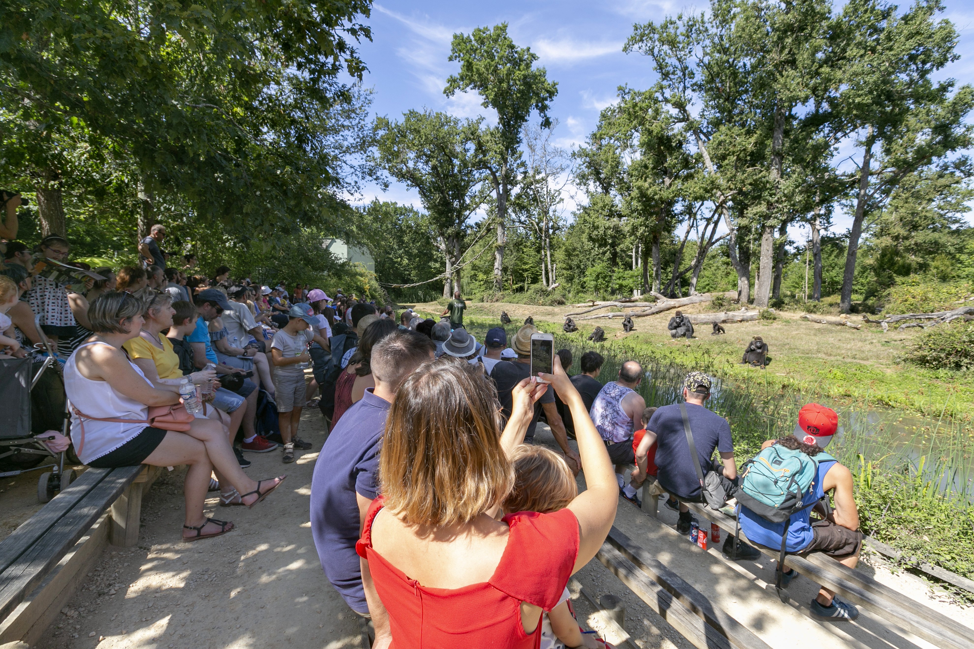 La Vallée des Singes, Romagne - photo 15