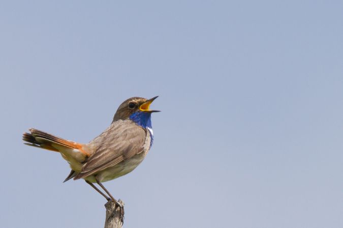 L'Ile Nouvelle, Blaye - photo 10