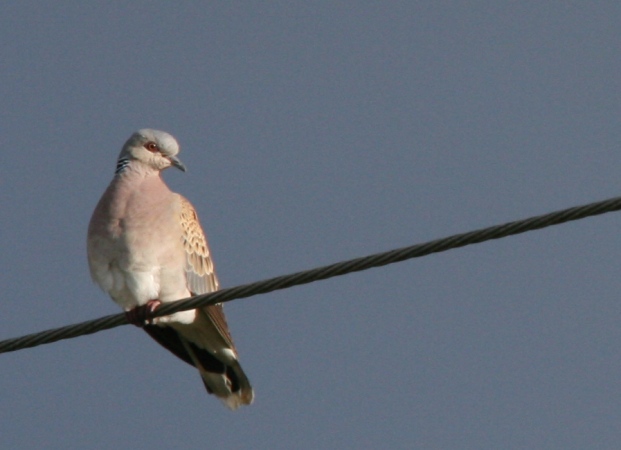 Plaines agricoles de Puymirol, Puymirol - photo 8