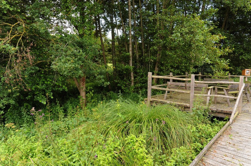 Espace Naturel Sensible La Corbelière, Mauléon - photo 5