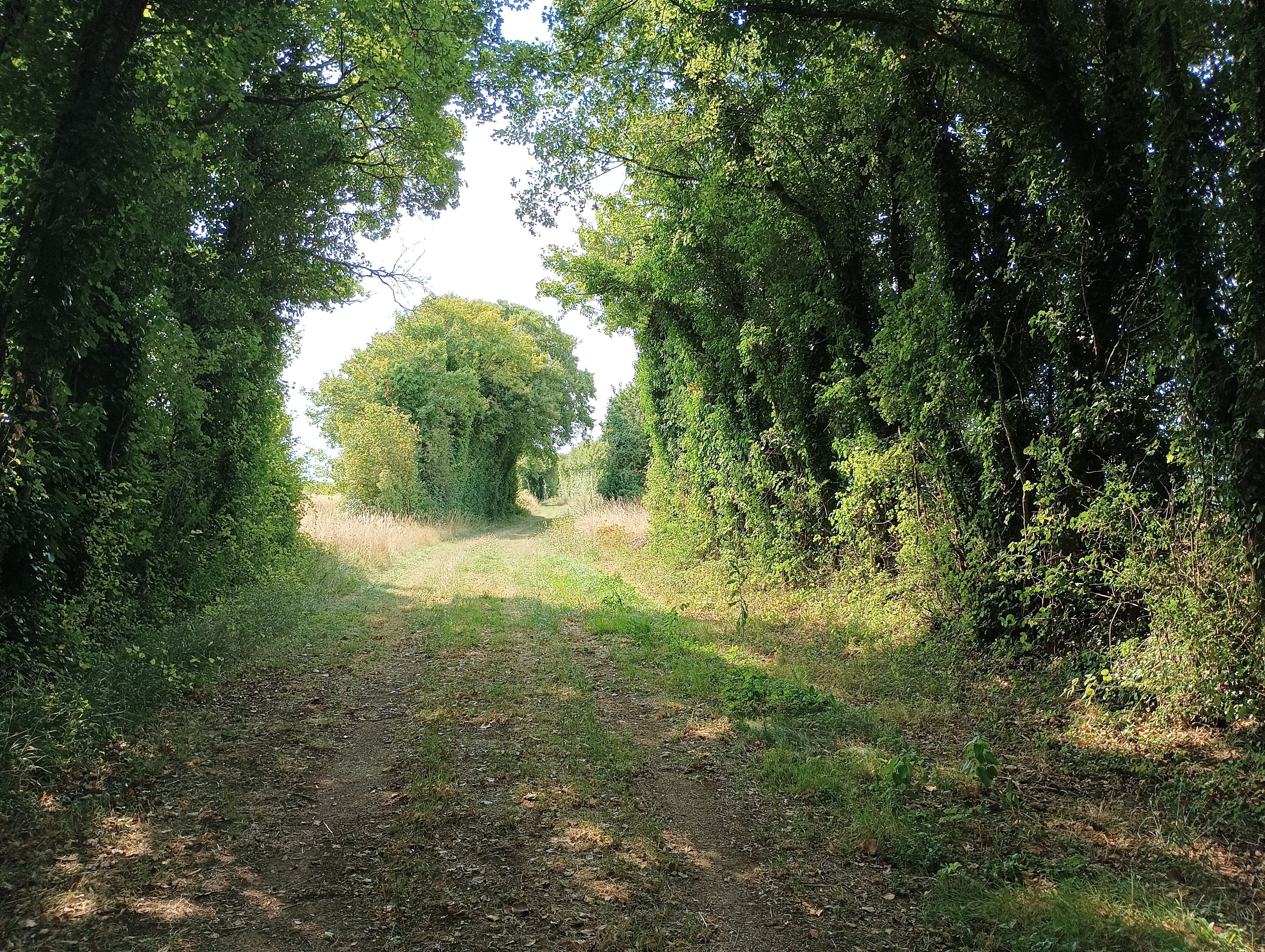 La coulée de la Doue - Crézières, Chef-Boutonne - photo 4