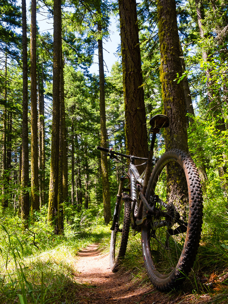 La Forêt du Vignoble - photo 4