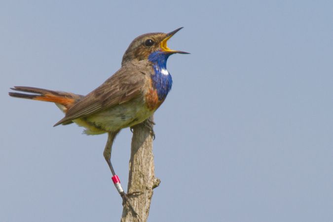Terres d'Oiseaux