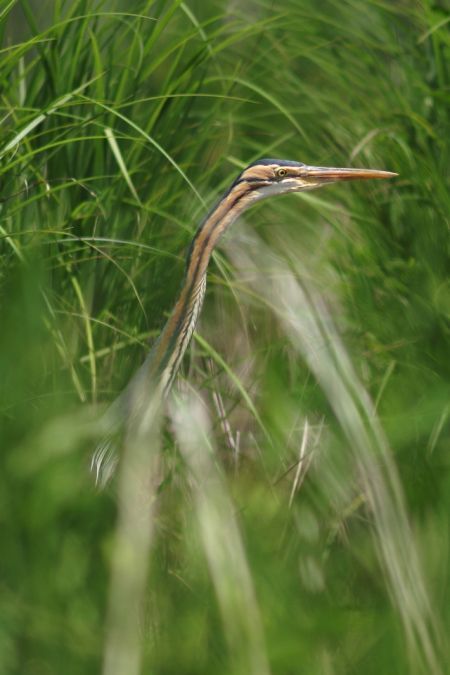 Marais des Brizards, Les Billaux - photo 3