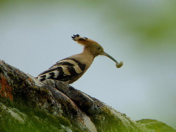 Les Pelouses sèches, Paussac-et-Saint-Vivien